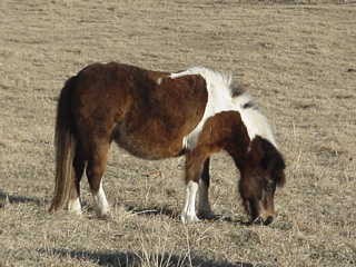 Bred to Miniature Lippazanner-type  for 2003 foal!