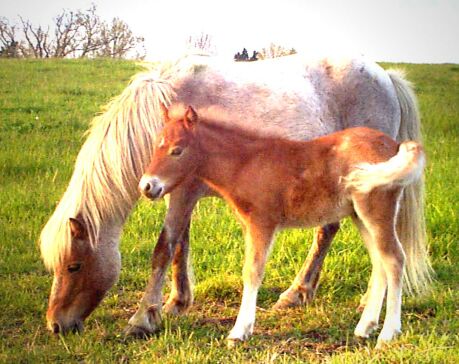 ** A, 2000 colt * Foals from same bloodlines available! **