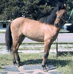 THIS Gelding,now in Spotslyvania Co. Has a FULL SISTER FOR SALE!!